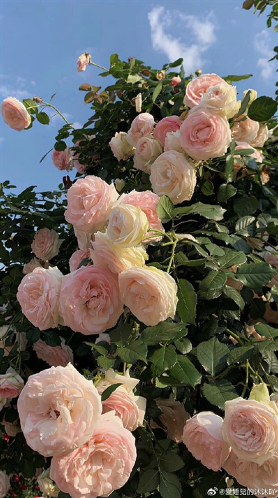 Disk di Kuarso di Grado di semikonduktadó